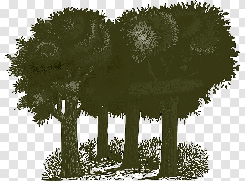 Clip Art Vector Graphics Tree Openclipart - Public Environmental Album Transparent PNG