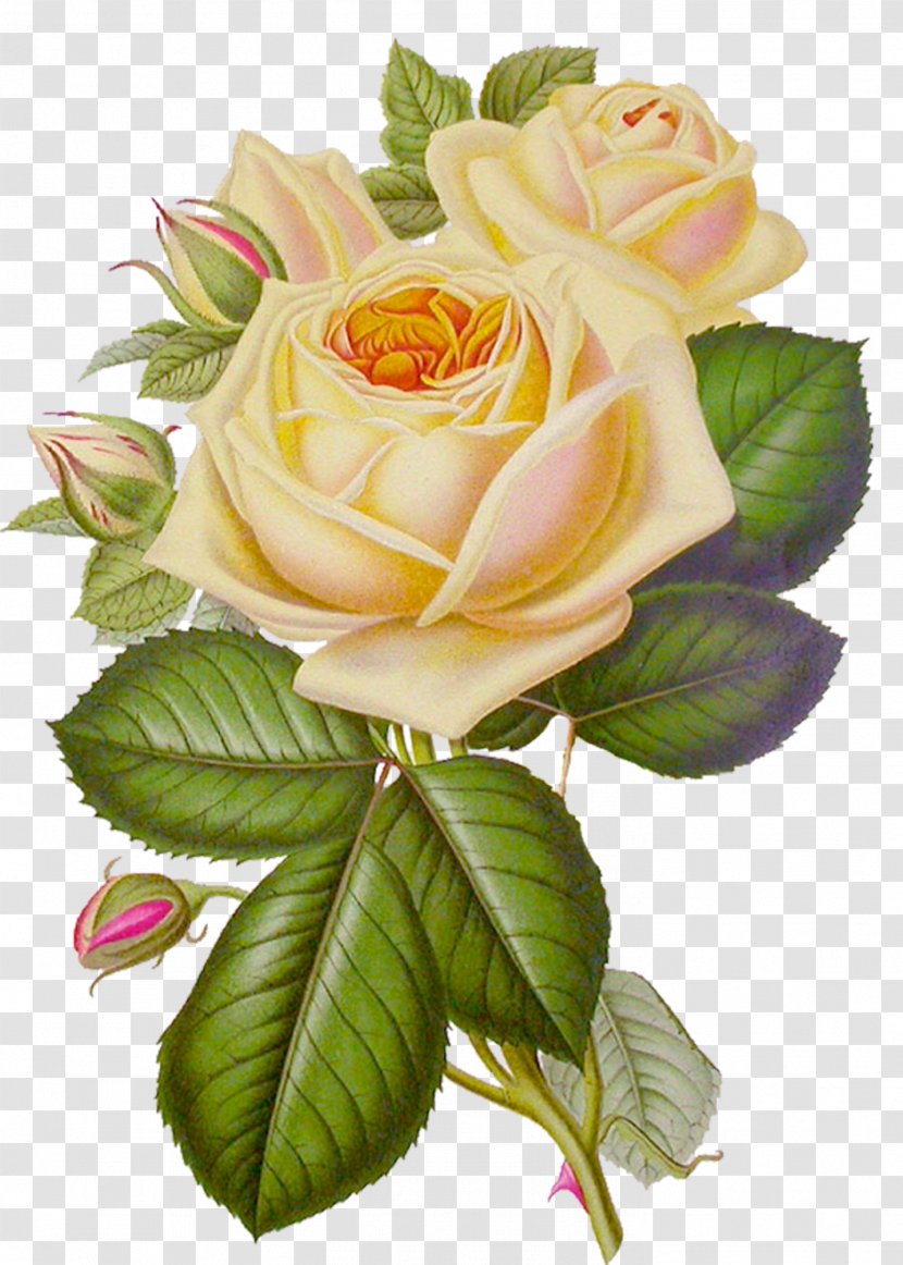 Rose Flower Desktop Wallpaper Clip Art - White Roses Transparent PNG