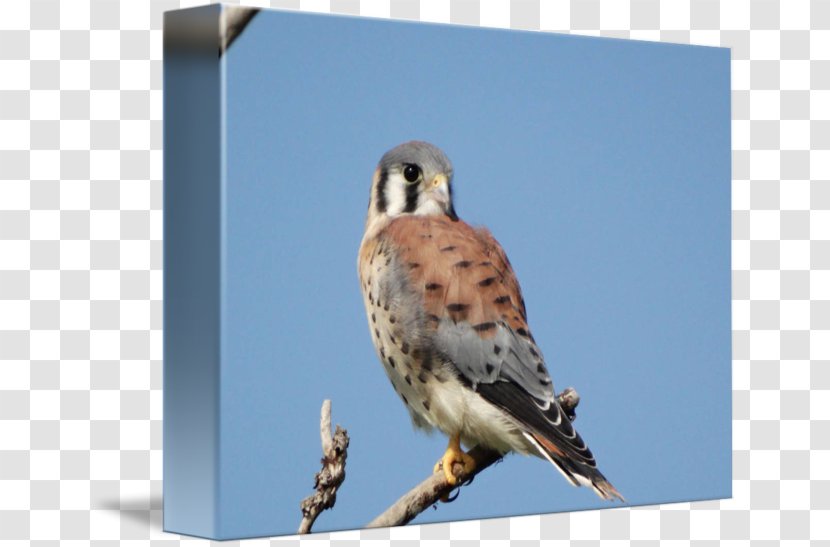 Finches Hawk Fauna Falcon Beak Transparent PNG
