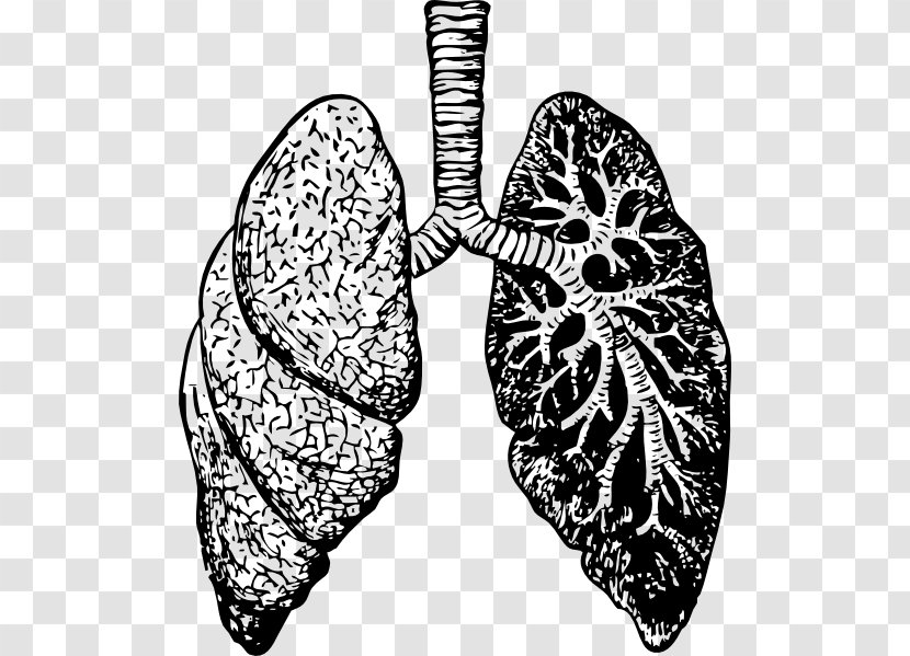 Lung Drawing Anatomy Breathing Sketch - Tree - Lungs Transparent PNG