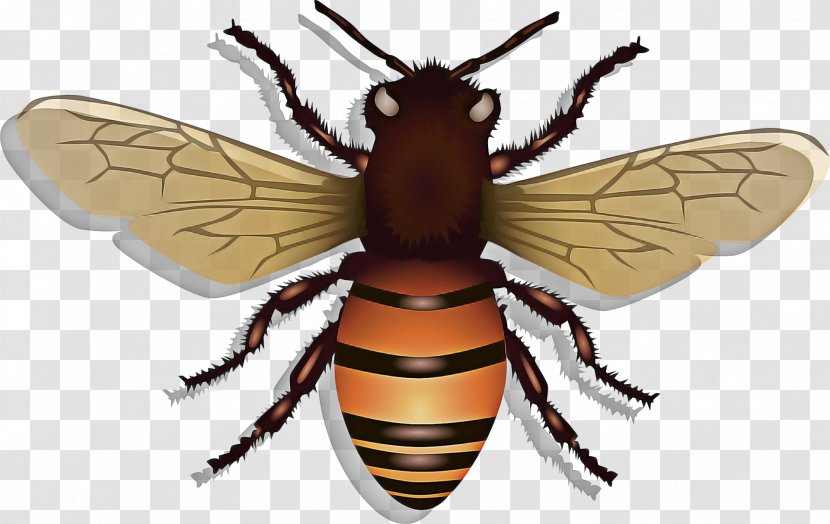 Cartoon Bee - Beehive - House Fly Beetle Transparent PNG