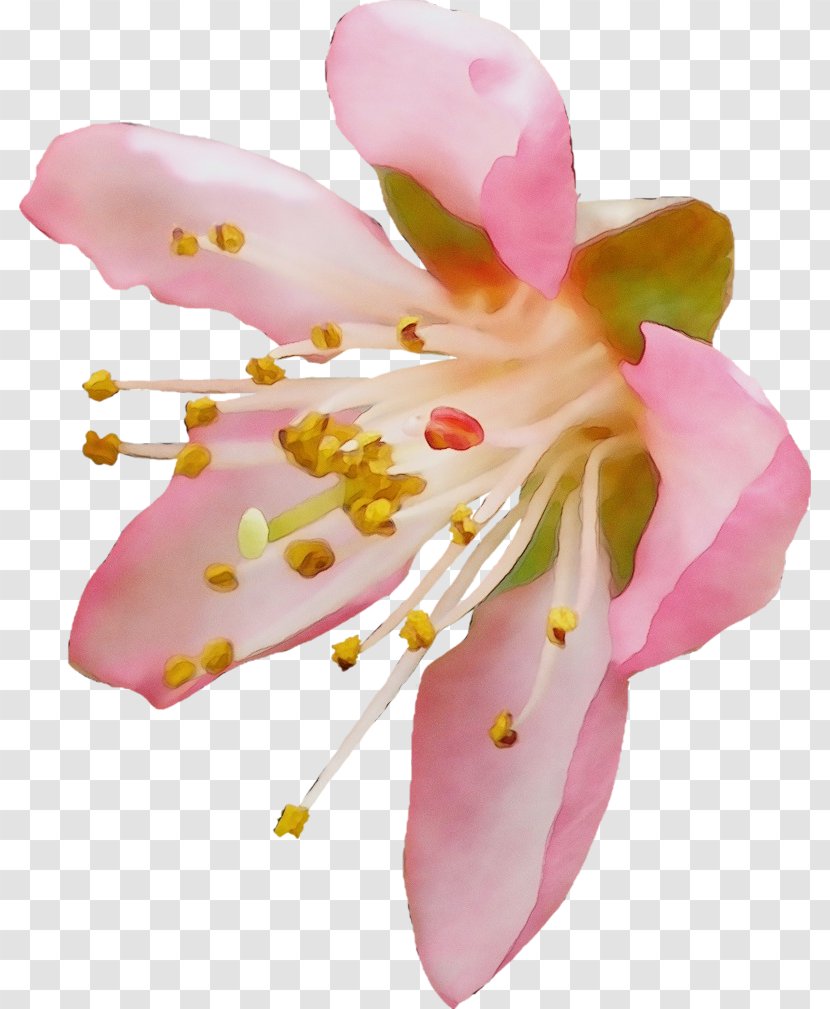 Cherry Blossom - Moth Orchid - Cut Flowers Alismatales Transparent PNG