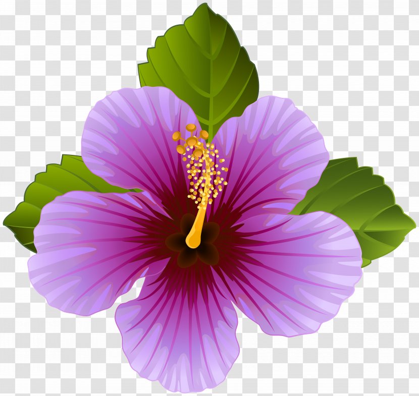 Flower Purple Desktop Wallpaper Clip Art - Malvales - Flowers Transparent PNG