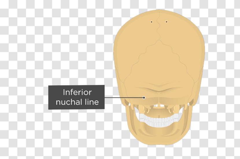 Nuchal Lines Occipital Bone Plane External Protuberance Ligament - Nose - Skull Transparent PNG