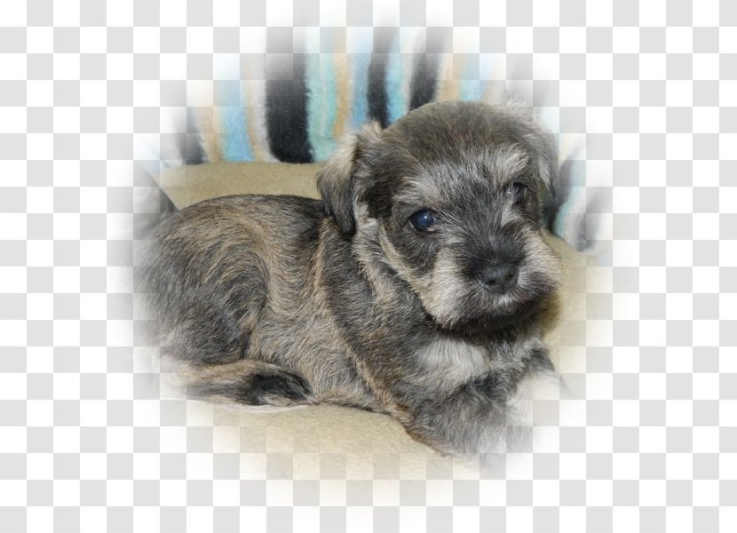 Miniature Schnauzer Standard Glen Of Imaal Terrier Schnoodle Puppy - Dog Transparent PNG