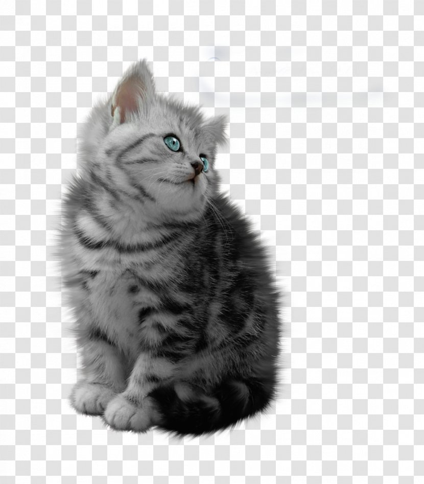 Cat Sklep Zoologiczny, KARMAR Hurt-Detal Animation - Like Mammal - Cats Transparent PNG