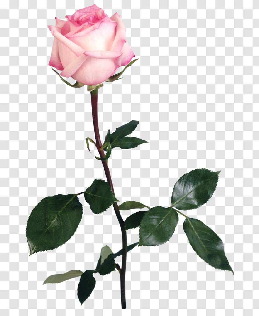 Garden Roses Flower Centifolia Clip Art - Pink Flowers - Rosa Transparent PNG