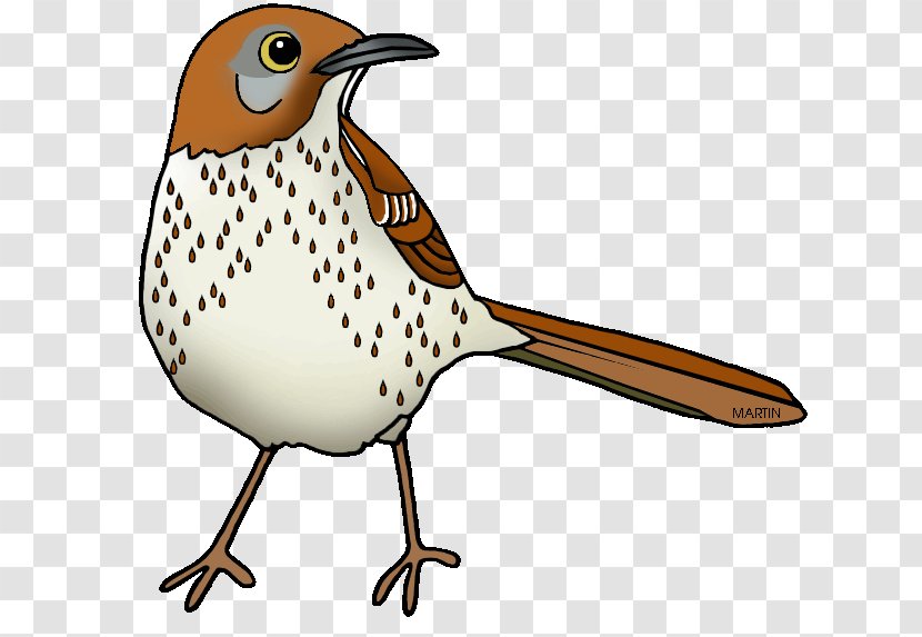 Georgia Brown Thrasher Clip Art - Fauna - Bird On Tree Transparent PNG