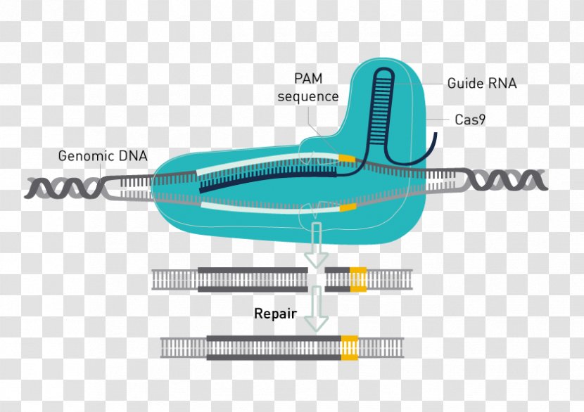 Trk Receptor Glioma Neuron - Guide Rna Transparent PNG