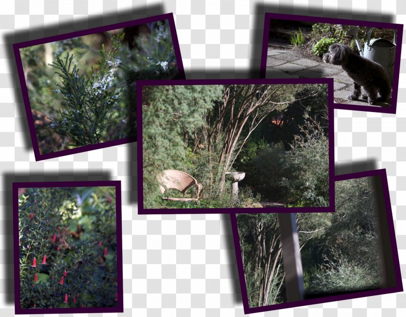 Fauna Ecosystem Picture Frames Collage - Tree Transparent PNG