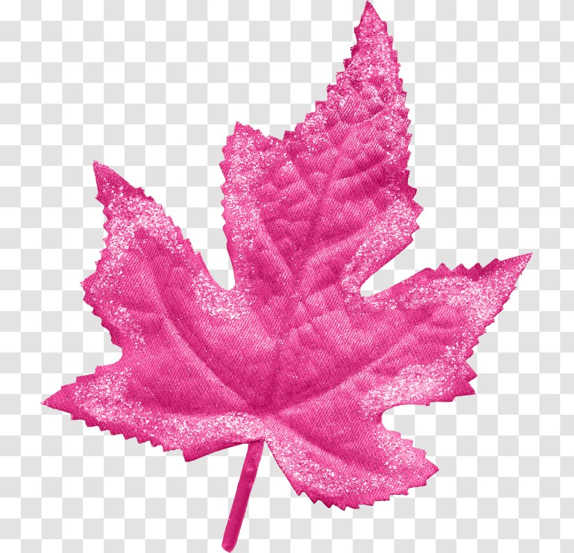 Maple Leaf Google Images - Burknar Transparent PNG