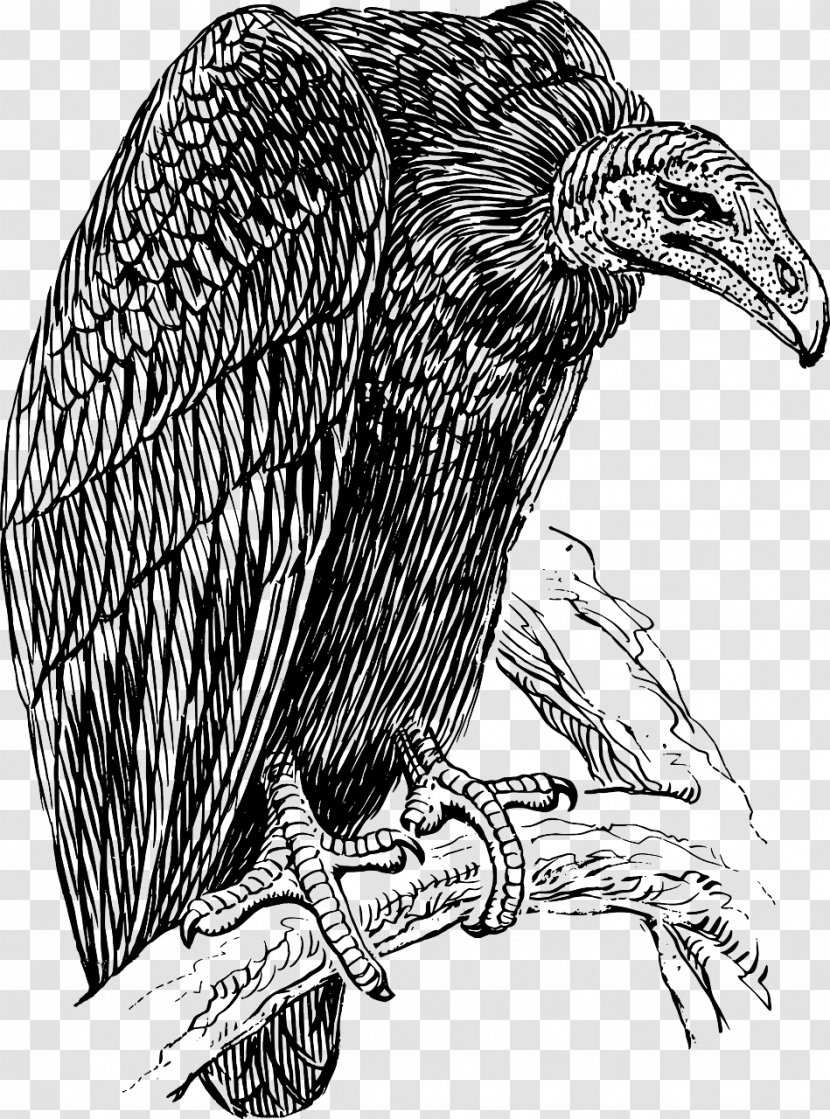 Black Vulture Line Art Clip - Eagle Transparent PNG