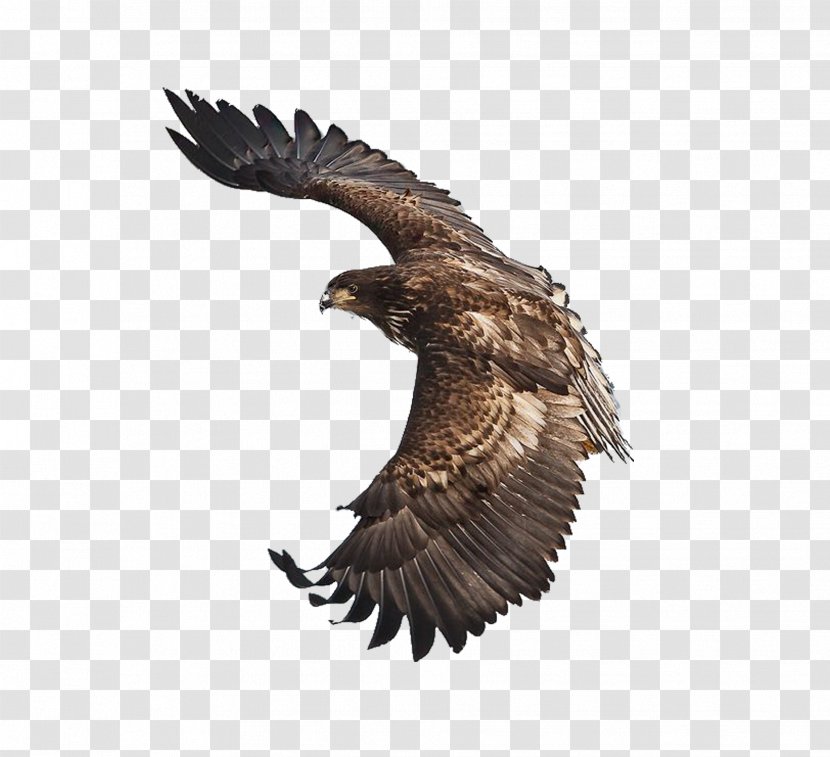 Bald Eagle Bird Stellers Sea Art - Buzzard - Eagles Fly Decorated Transparent PNG