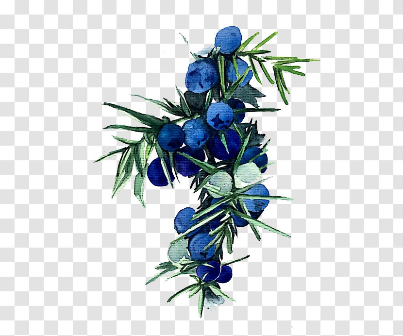 Floral Design Blueberry Watercolor Painting Transparent PNG
