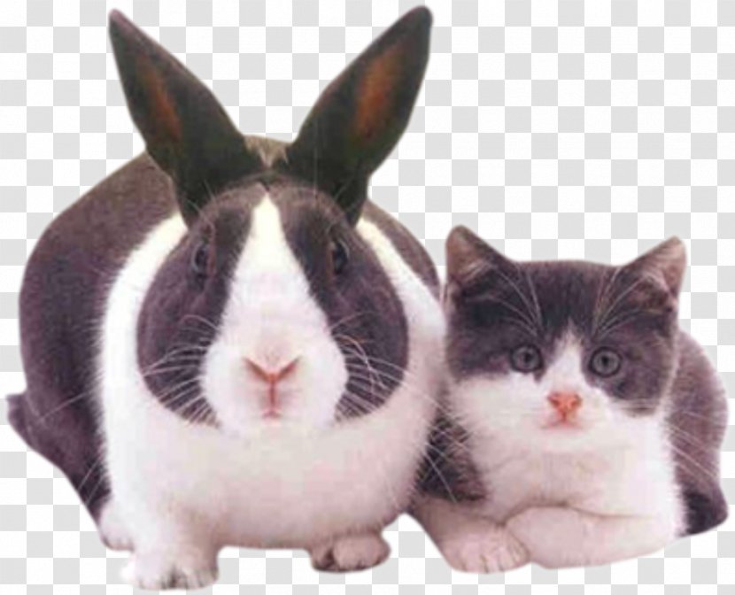 Scottish Fold Easter Bunny Kitten Dog Puppy - Rabbits And Cats Transparent PNG