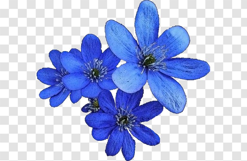 Petal Blue Flower - Violet Transparent PNG
