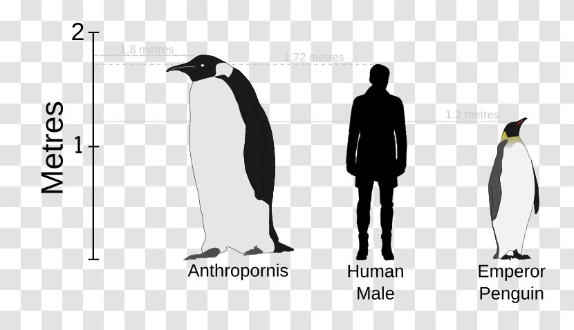 Palaeeudyptinae Emperor Penguin Anthropornis Anthropodyptes Dinosaur Transparent PNG