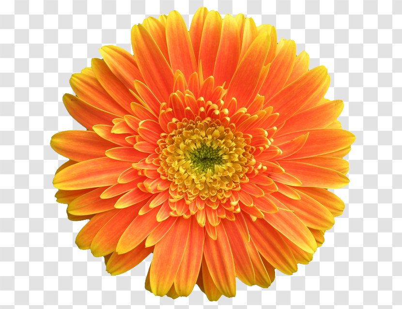 Gerbera Jamesonii Orange Flower Stock Photography Common Daisy - Yellow - Marigold Transparent PNG