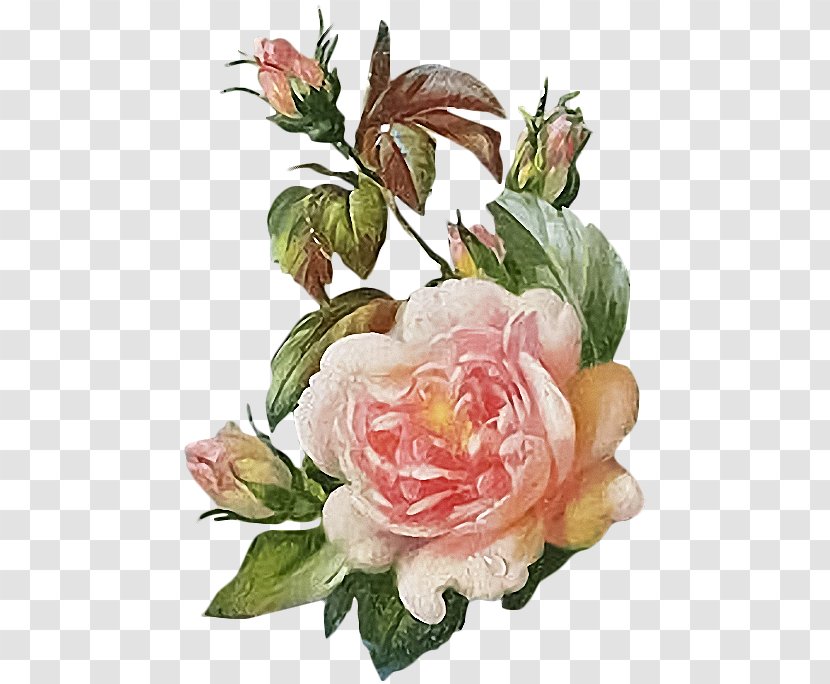 Garden Roses Cabbage Rose Cut Flowers Floral Design - Peony - Flower Transparent PNG