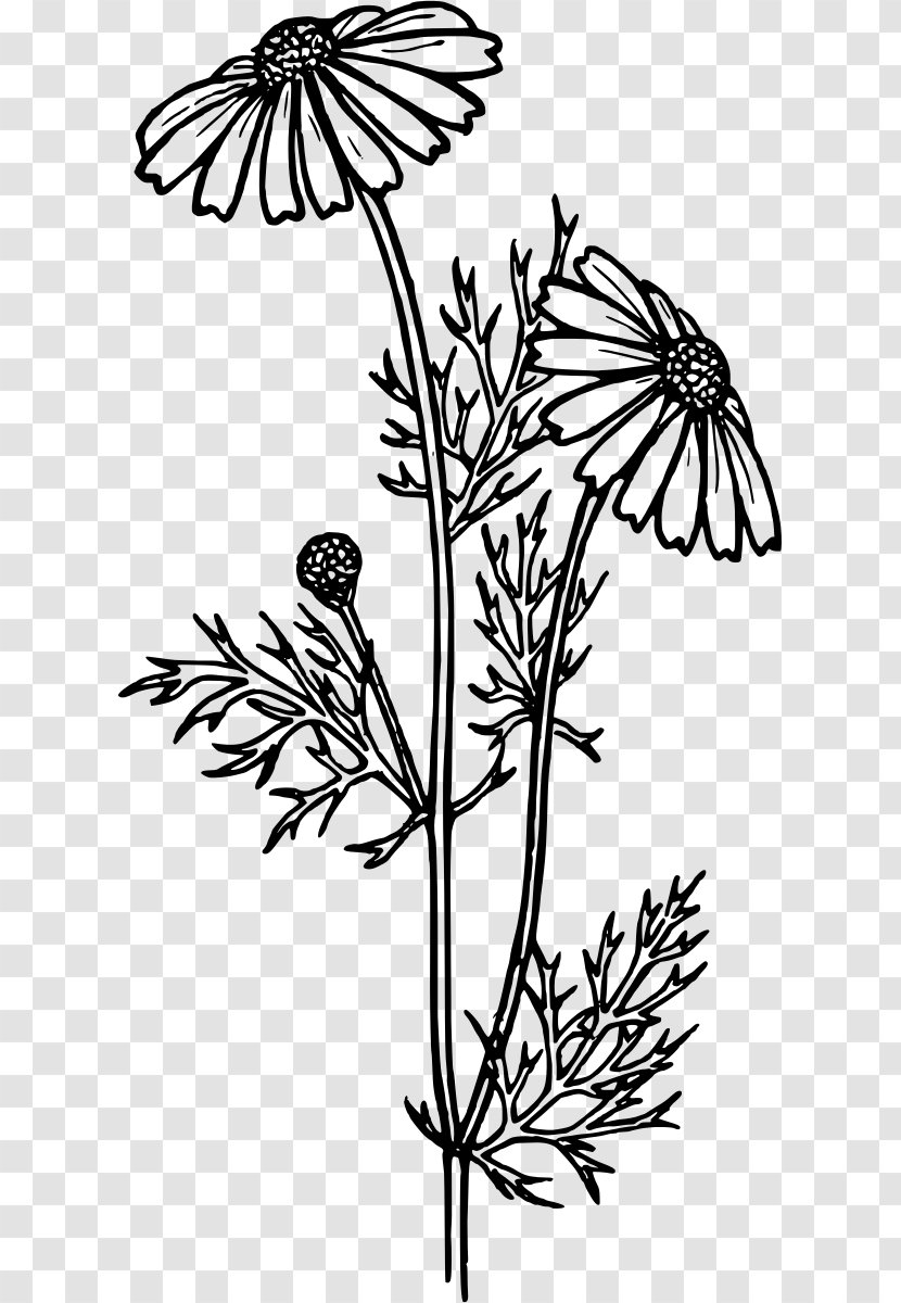 Coloring Book Flower Common Daisy Gerbera Jamesonii Child - Plant Transparent PNG