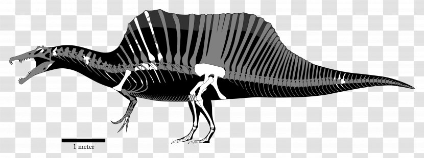 Spinosaurus Baryonyx ARK: Survival Evolved Tyrannosaurus Theropods - Dinosaur Transparent PNG