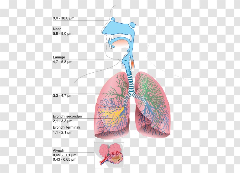 Respiratory System Lung Breathing Urdu Respiration - Frame - Flower Transparent PNG