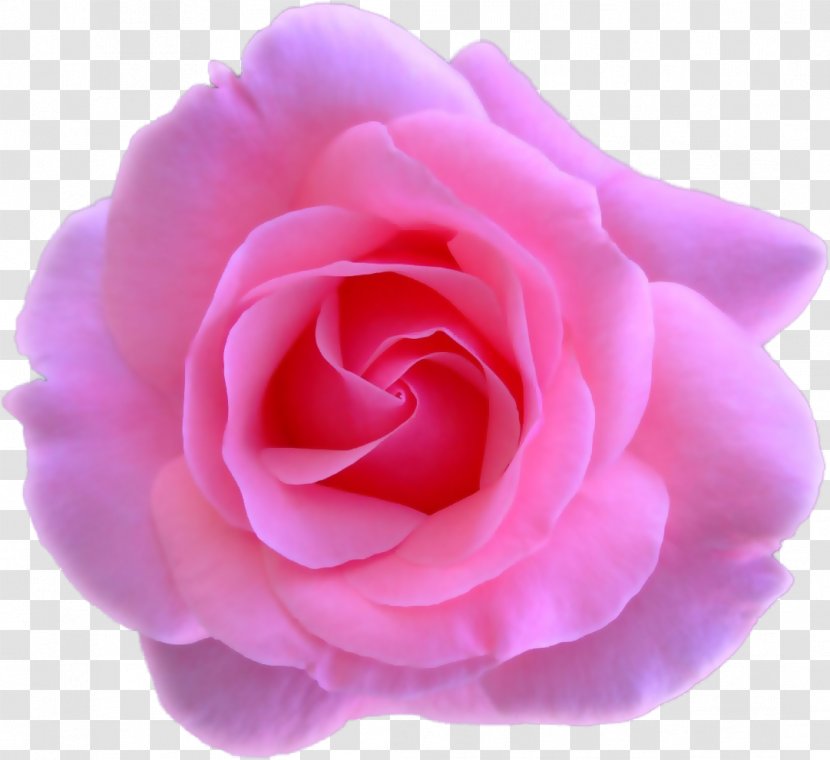 Garden Roses Centifolia Flower Floribunda Petal - Rose Transparent PNG