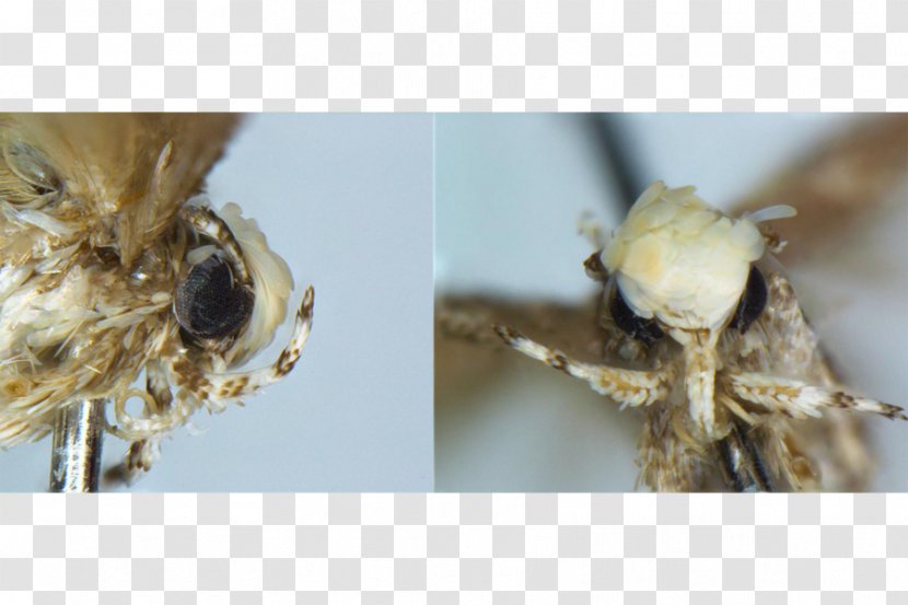 Neopalpa Donaldtrumpi President Of The United States Neonata Namesake - Insect - Moth Transparent PNG