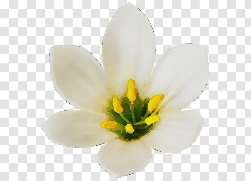 Flowering Plant White Flower Petal - Crocus - Ixia Tulip Transparent PNG