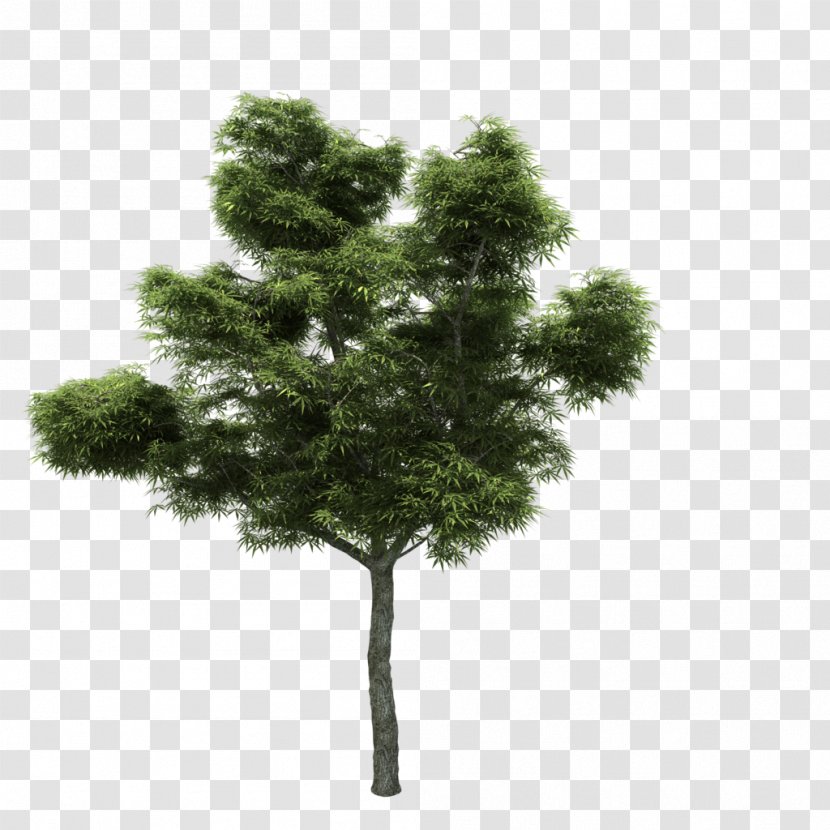 Tree Wood Termy Maltańskie FurniFlor - Woody Plant Transparent PNG