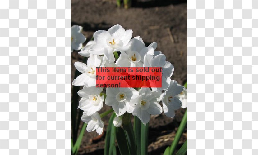 Narcissus Herbaceous Plant - Flower - Amaryllis Bulb Transparent PNG