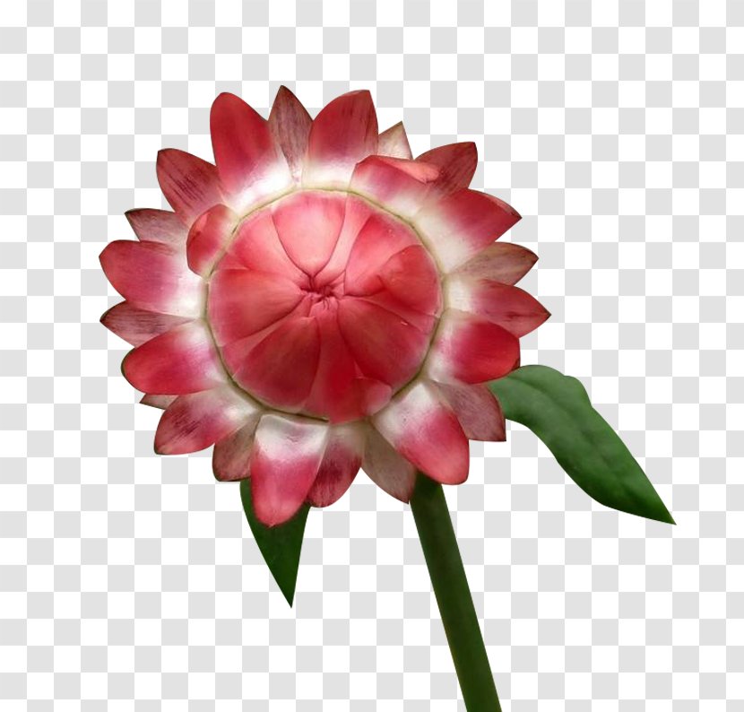 Chrysanthemum Flower Euclidean Vector - A Pink Picture Material Transparent PNG