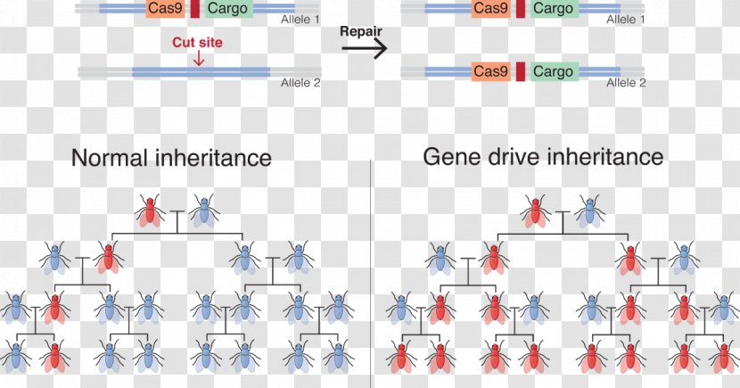 Gene Drive Genetic Engineering CRISPR Genetics - Evolution Transparent PNG