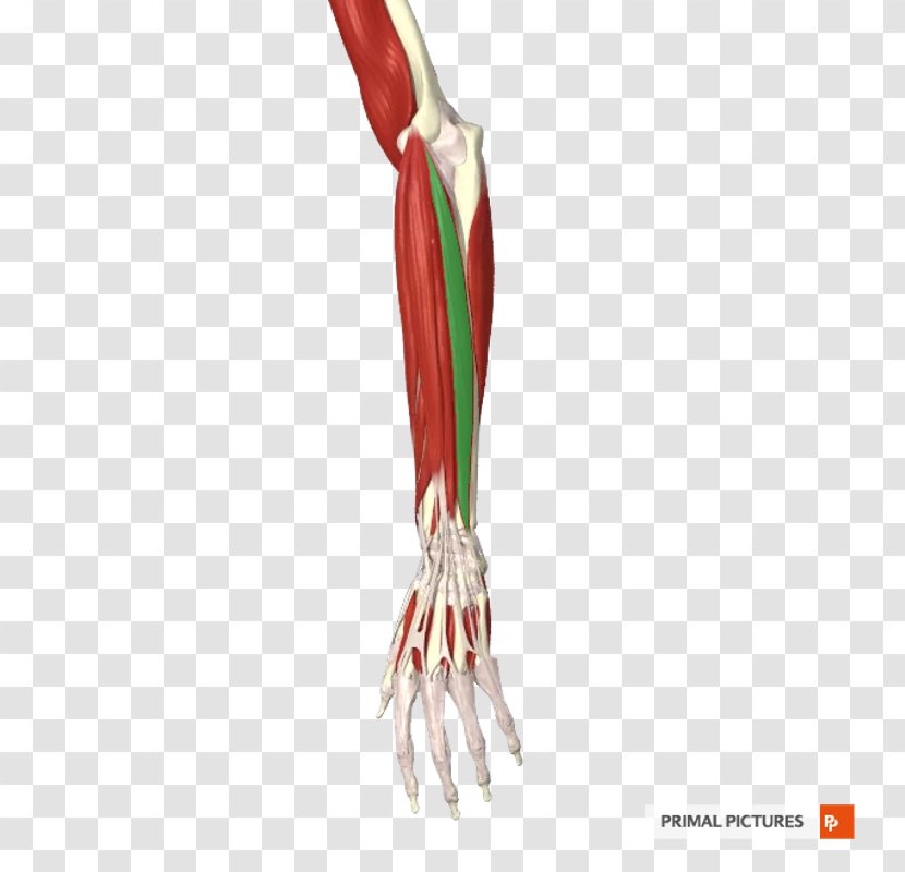 Muscle Common Extensor Tendon Thumb Forearm - Hand - Lesser Tubercle Of The Humerus Transparent PNG