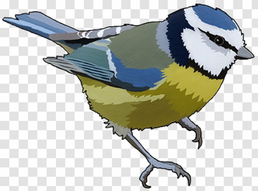 Eurasian Blue Tit Bird Feeding Feeders - Songbird Transparent PNG