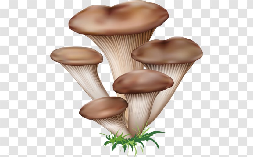 Edible Mushroom Fungus Boletus Edulis - Royaltyfree Transparent PNG