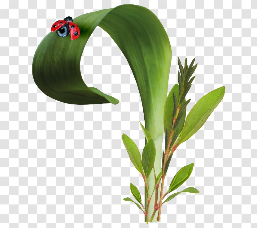 Insect Ladybird Euclidean Vector - Plant Stem - Ladybug Transparent PNG