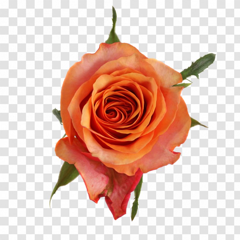 Cut Flowers Garden Roses Centifolia Plant - Flowering - Rose Transparent PNG