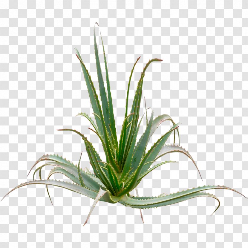 Aloe Vera Arborescens Plant Aloin Gel Transparent PNG