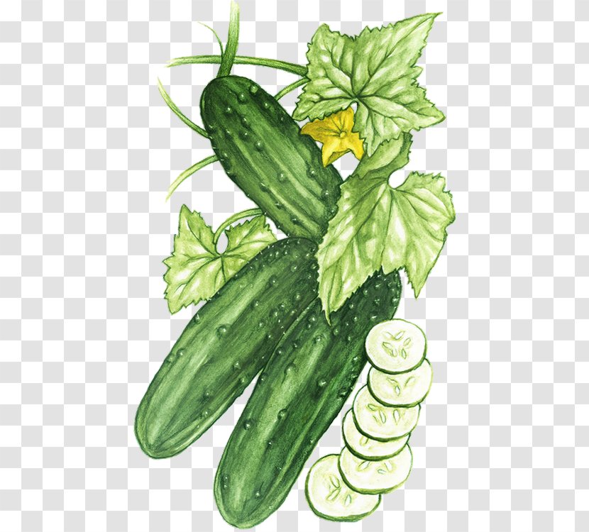 Pickled Cucumber Vegetable Melon Zucchini - Flowering Plant - Pickle Transparent PNG