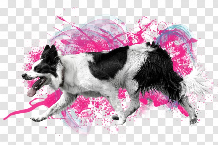 Pink Border - Puppy - Stabyhoun Companion Dog Transparent PNG
