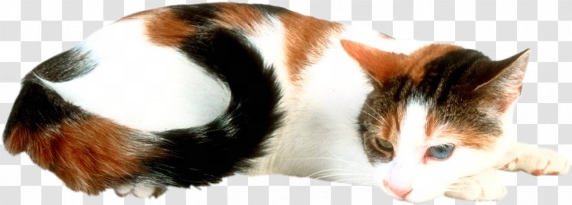 Cat Kitten Magic Square Moonstone Transparent PNG