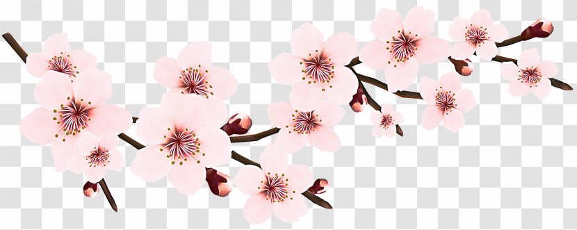 Cherry Blossom - Pink - Branch Spring Transparent PNG