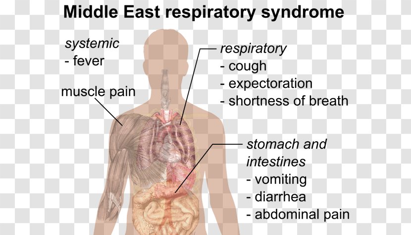 Public Health Middle East Respiratory Syndrome Severe Acute Pandemic - Frame Transparent PNG