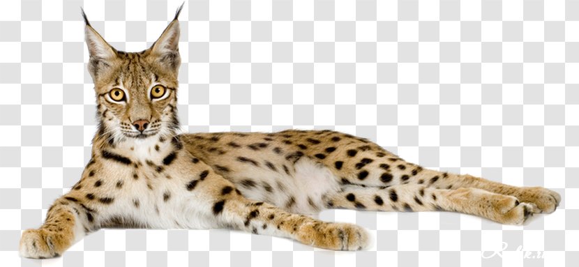 Eurasian Lynx Cheetah Felidae Bengal Cat Wildcat - Fauna Transparent PNG
