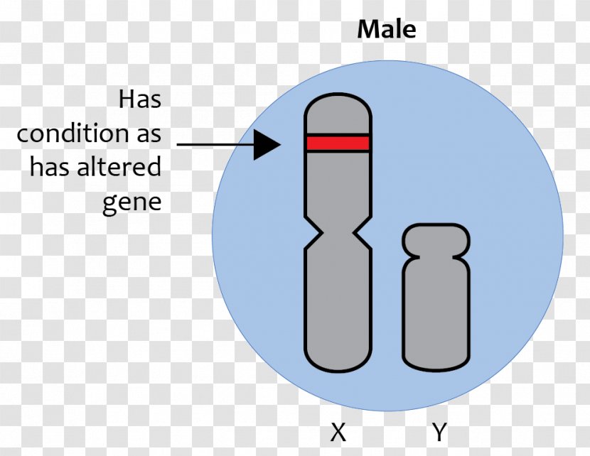 X-linked Traits Recessive Inheritance Sex Linkage Gene Chromosome - Xlinked Transparent PNG