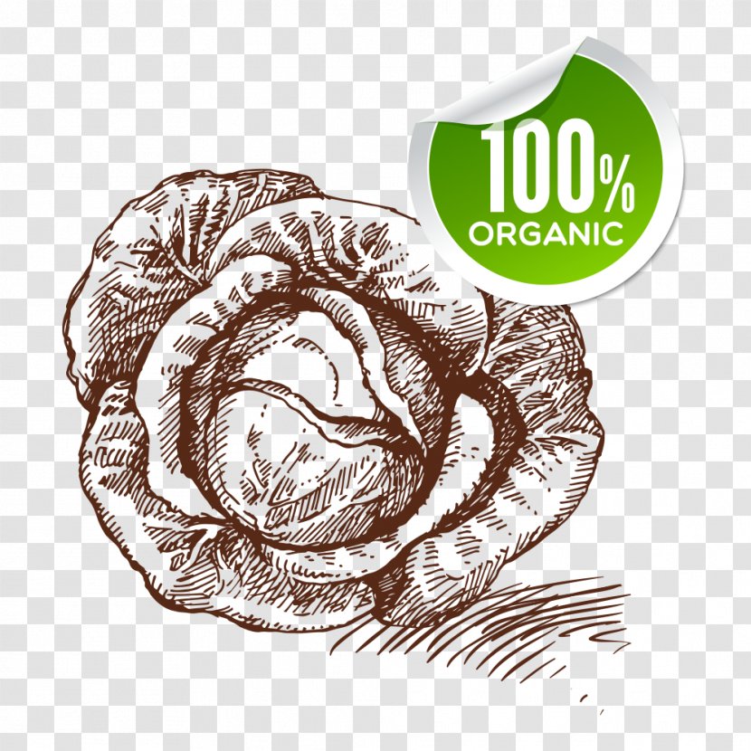 Vegetable Drawing Food Sketch - Flower - Cabbage Transparent PNG