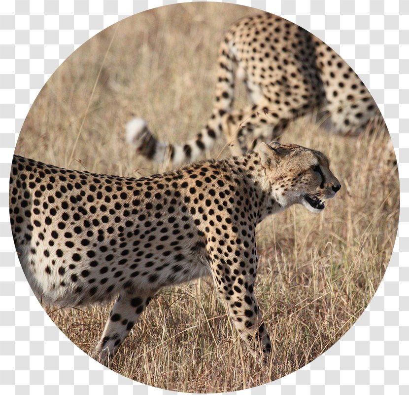 Cheetah Kruger National Park Cat Lion Felidae - Carnivoran Transparent PNG