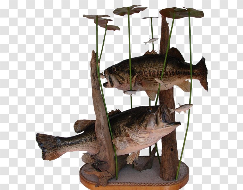 Largemouth Bass AZ Wildlife Creations Black Crappie Taxidermy - Fish - Micropterus Transparent PNG
