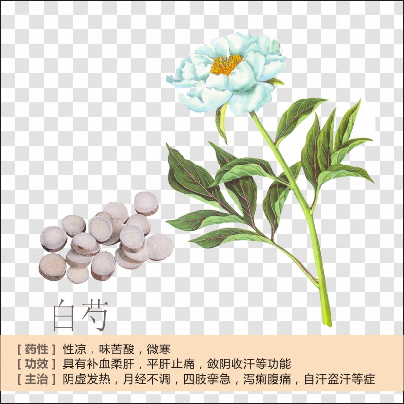 Peony Paeonia Lactiflora Traditional Chinese Medicine American Ginseng - TGP Profile Transparent PNG